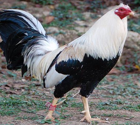 Đá gà Mỹ – Dòng “máu chiến” nhất của các sới gà chọi